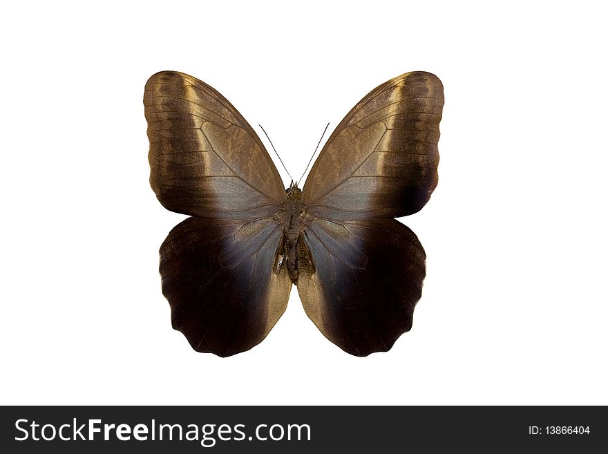 Caligo eurilochus - butterfly isolated on white.