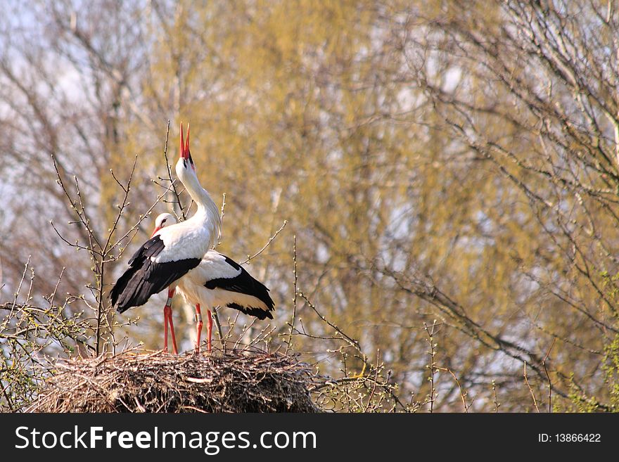 Male and female stork getting ready for the breeding season. Male and female stork getting ready for the breeding season.