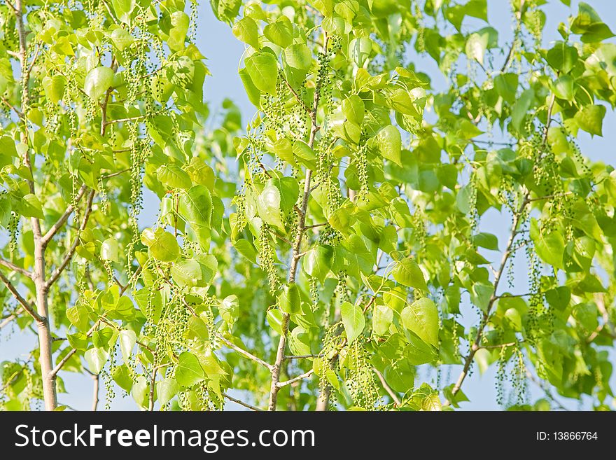 Sunny Green Leaves Of A Tree
