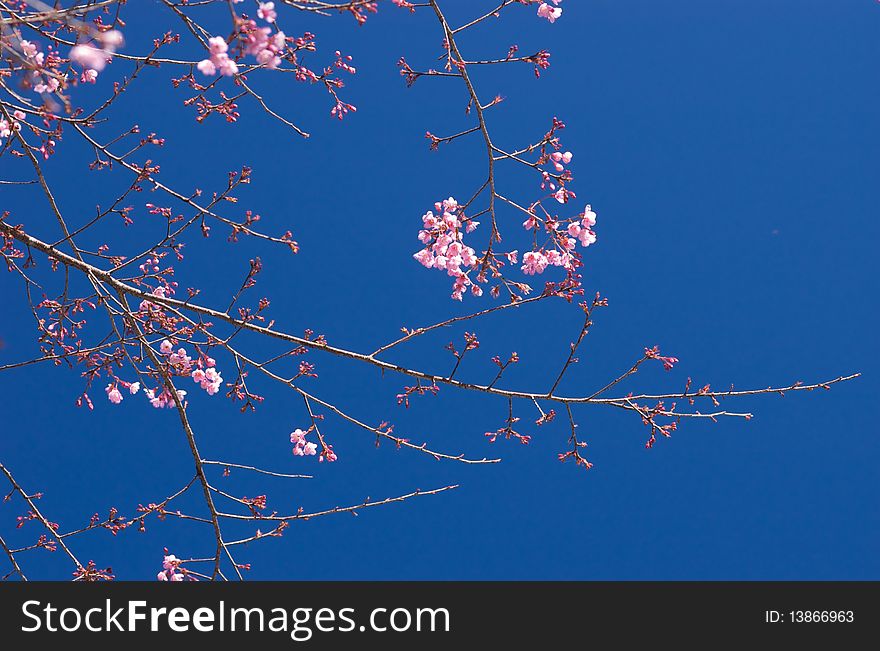 Thai Sakura On Deep Blue Sky