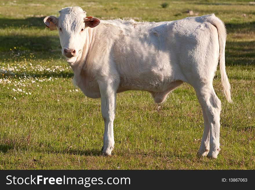 White calf in the field looking at the camera