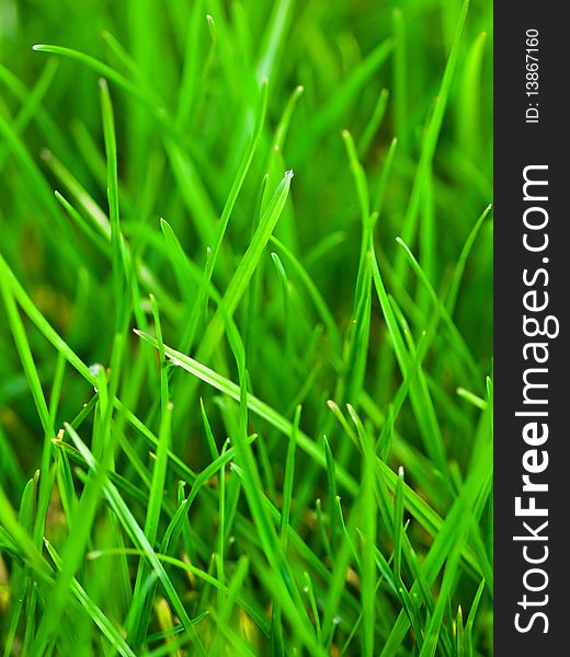 A close up photo of grass. A close up photo of grass