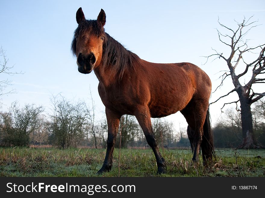 A brown horse looking at the camera. Taken in a field in Surrey, UK on a sunny spring morning.