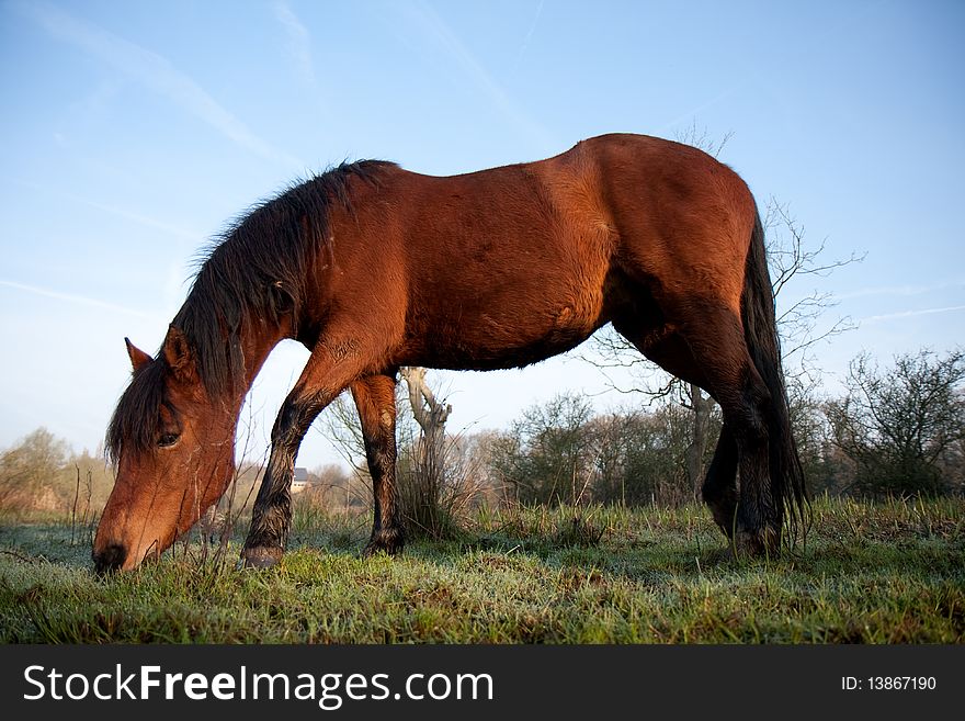 Brown Horse Eating Grass