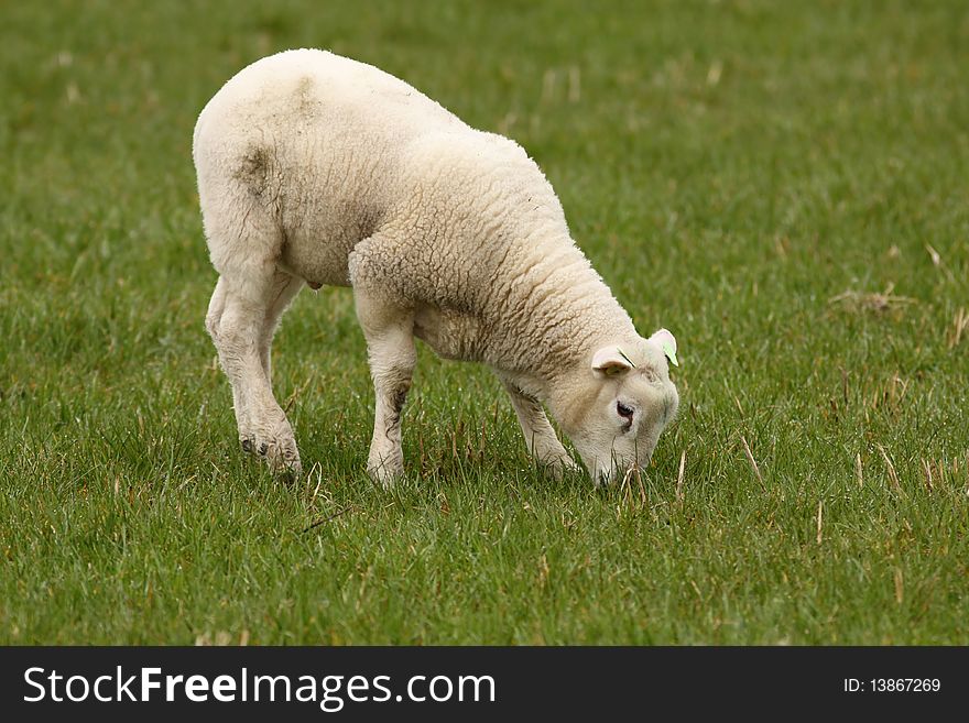 Farm animals: Little lamb eating grass in the meadow