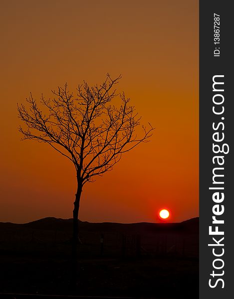 Tree silhouette against orange sunrise in english countryside. Tree silhouette against orange sunrise in english countryside