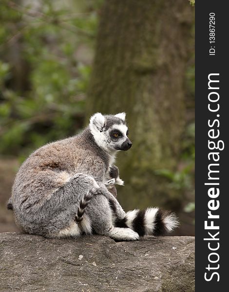 Ring-tailed lemur sitting on a rock