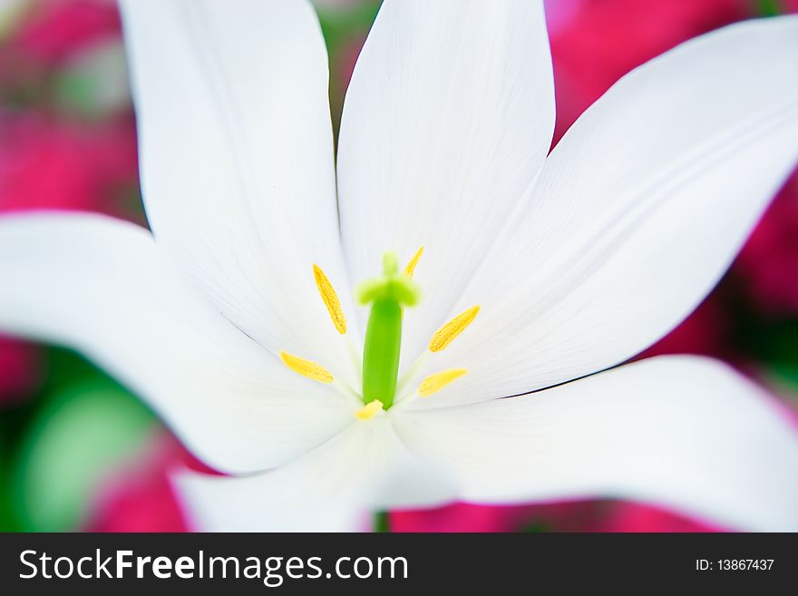 Extreme close-up of a white lily with pink background