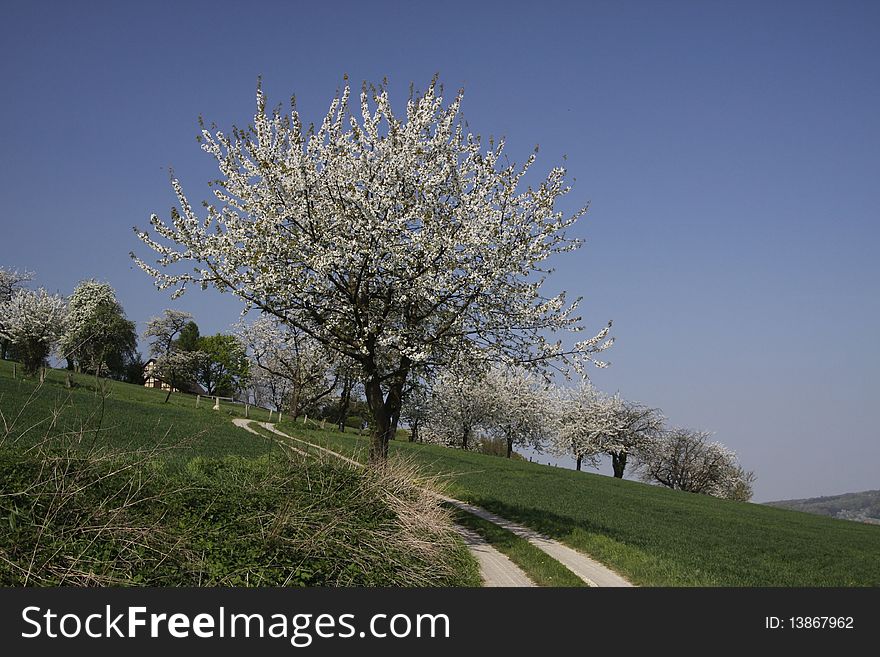 Footpath with cherry trees in Germany