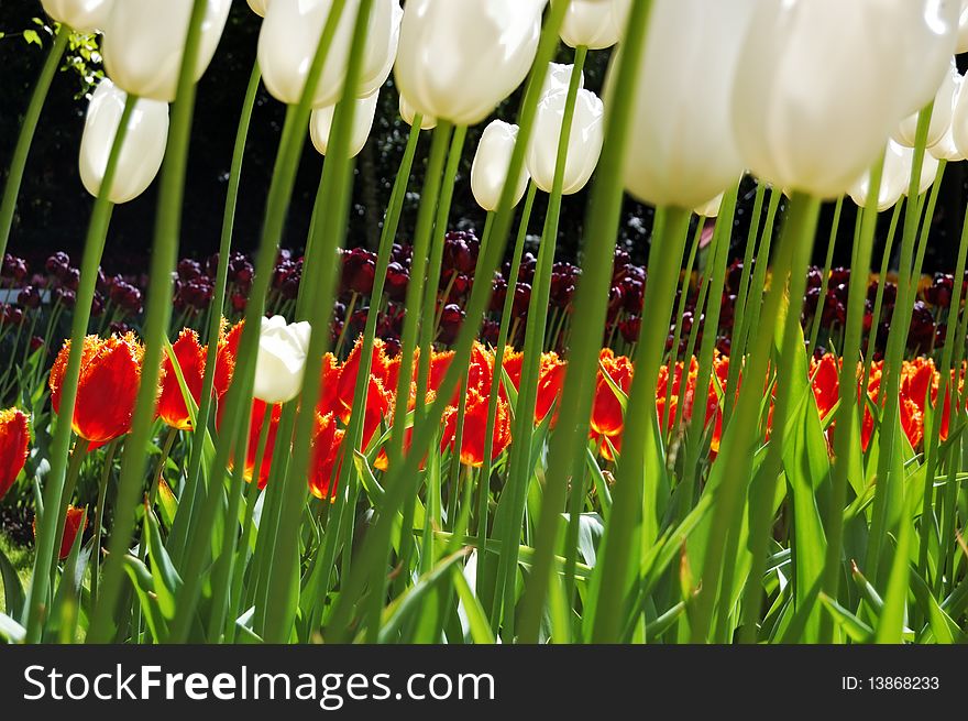 Unusual view of tulip flowerbeds through flower stems. Unusual view of tulip flowerbeds through flower stems