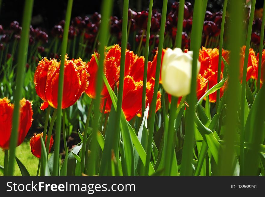 Flowerbeds Of Multicolored Tulips