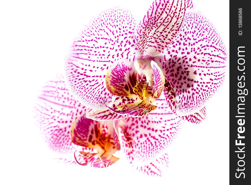 Purple orchid in front of white background