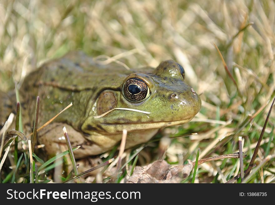 Green frog hiding in grass. Green frog hiding in grass