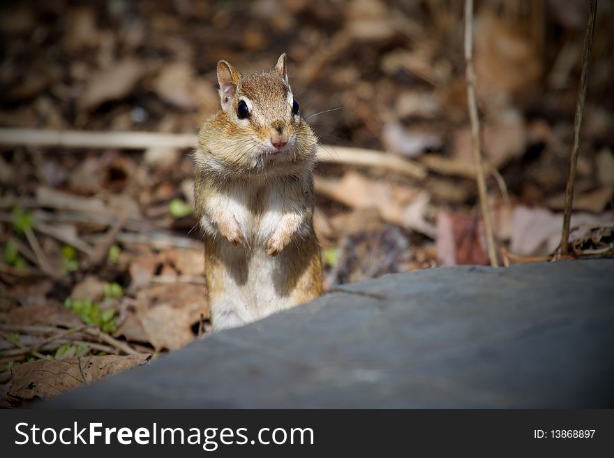 Chipmunk stands with full cheeks.