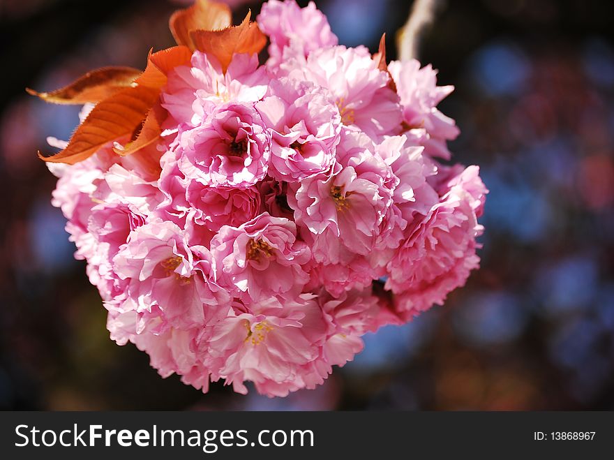 A bright, pink cherry blossom bursts into bloom in the spring.