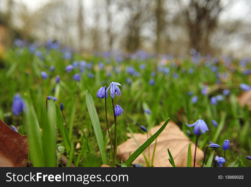 Floral details of spring meadow,scilla sibirica. Floral details of spring meadow,scilla sibirica