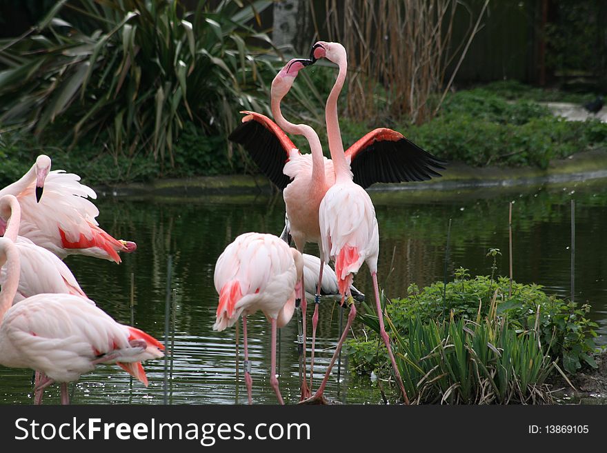 Male flamingos fighting for the lady