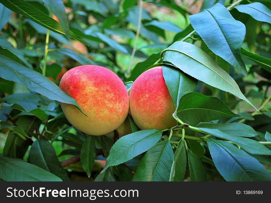 Peaches in harvest season and the branches are bent with ripe fruits.