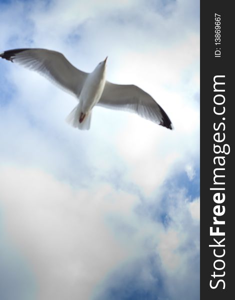 Seagull flying in a blue sky. Seagull flying in a blue sky.