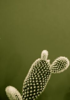 Small Opuntia Microdasys Cactus Plant Also Known As Bunny Ears Cactus Against A Dark Green Background Stock Photo Small Opuntia Microdasys Cactus Plant Also Known As Bunny Ears Cactus Against A Dark Green Background Stock Photo