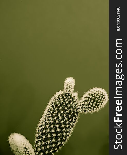 Small opuntia microdasys cactus plant also known as bunny ears cactus against a dark green background