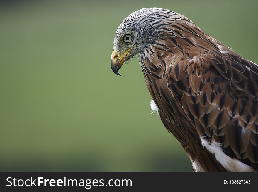 Closeup of head and shoulders of a Red Kite,Milvus milvus,with a plain background