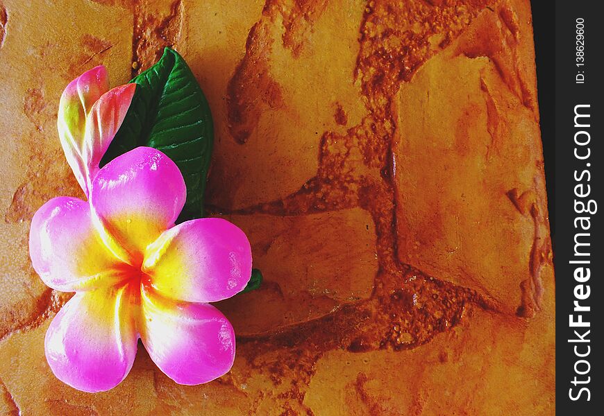 Paint of plumeria flower carved on brick background with space background