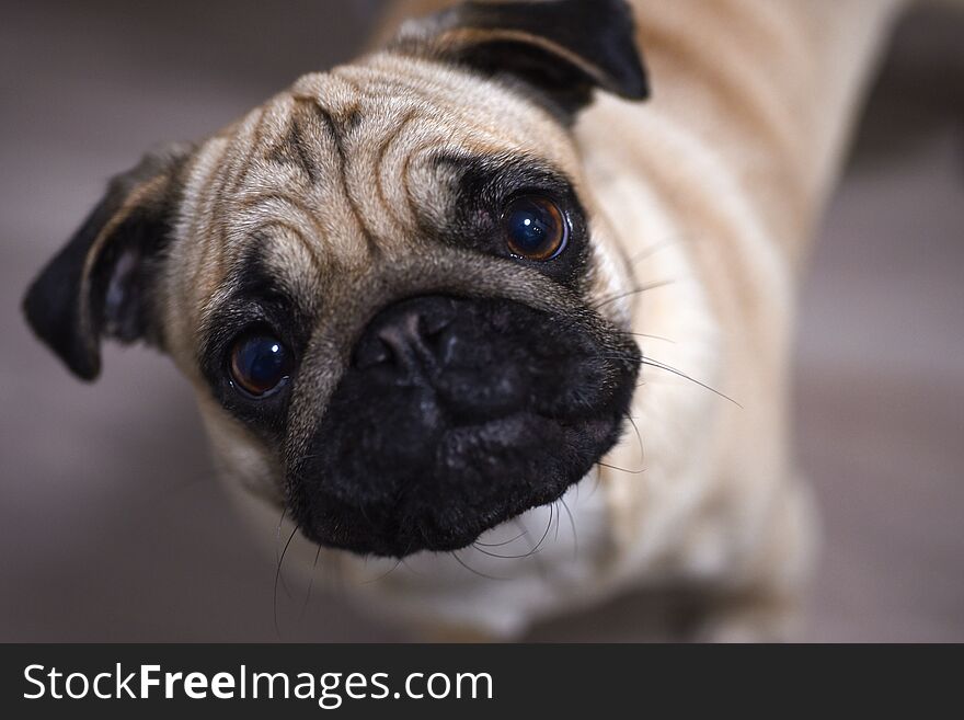 Young pug looks up at the host, closeup