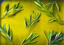 Olive Oil Puddle With Olive Branch Royalty Free Stock Images
