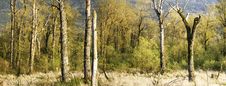 Spring Marsh Panorama Stock Image Spring Marsh Panorama Stock Image