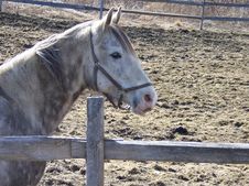 Vermont Horse Farm Stock Images Vermont Horse Farm Stock Images