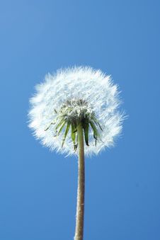 Dandelion Clock Stock Images Dandelion Clock Stock Images