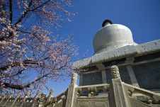 White Pagoda  With Blooming Peach Flower Royalty Free Stock Image