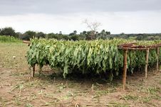 Tobacco Leafs Drying In A Farm, Cuba Royalty Free Stock Photos Tobacco Leafs Drying In A Farm, Cuba Royalty Free Stock Photos