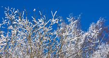Snow Covered Branches In Winter Stock Photography Snow Covered Branches In Winter Stock Photography