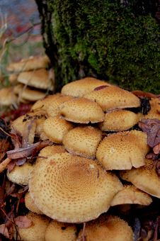 Free Fungus Royalty Free Stock Photo - 13876405