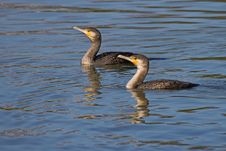 Cormorants Stock Image Cormorants Stock Image