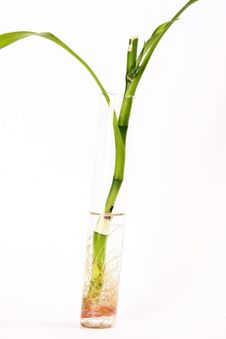 Bamboo Branch Royalty Free Stock Images Bamboo Branch Royalty Free Stock Images