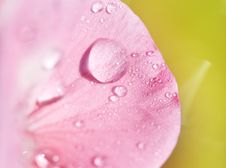 Pink Petal With Dews Stock Images
