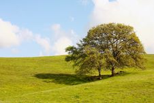 Two Trees On The Hill Royalty Free Stock Photo Two Trees On The Hill Royalty Free Stock Photo