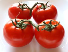 Ripe Tomatoes On The Vine Royalty Free Stock Photo Ripe Tomatoes On The Vine Royalty Free Stock Photo
