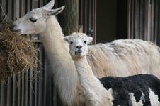 Mother And Baby Llama Royalty Free Stock Photos Mother And Baby Llama Royalty Free Stock Photos