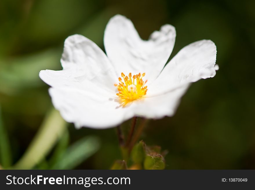 A single white rose in full bloom