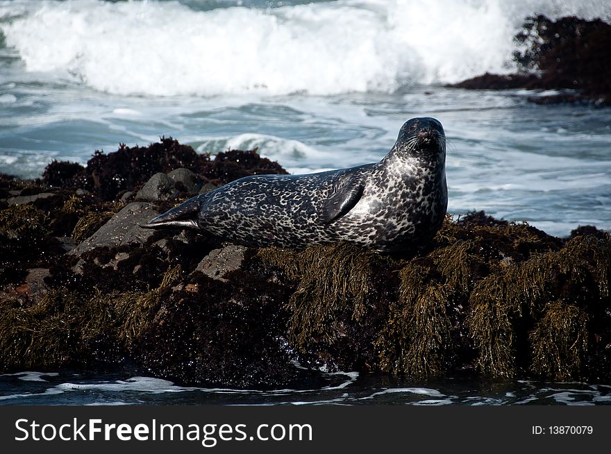 A seal sunning himself of a rock at the ocean