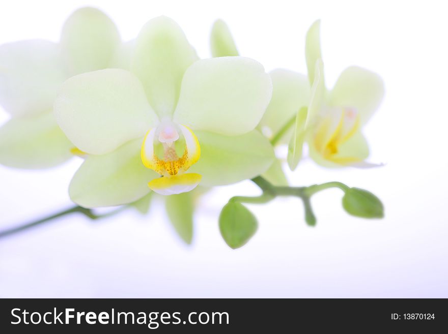 Orchid