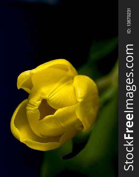 Close-up of a yellow tulip, selective focus. Close-up of a yellow tulip, selective focus