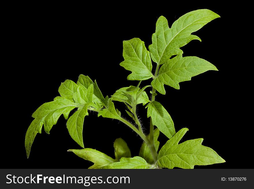 Small green plant on isolated black background