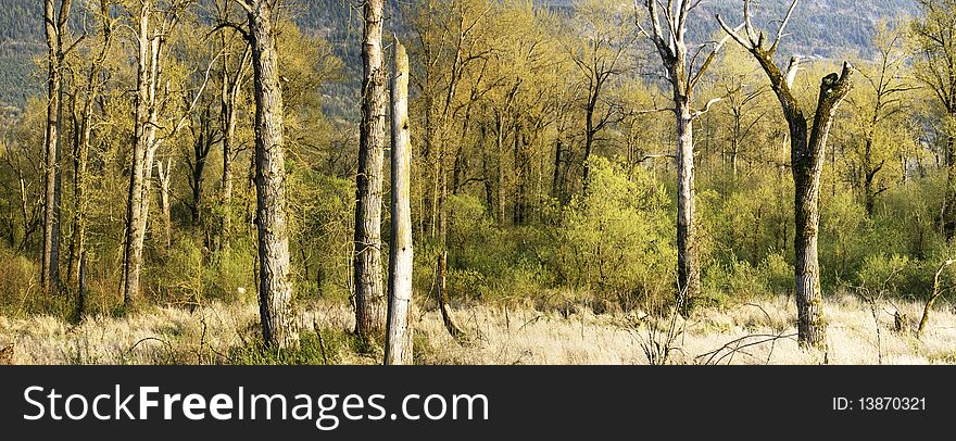 Dead trees and marsh land in early spring. Dead trees and marsh land in early spring.