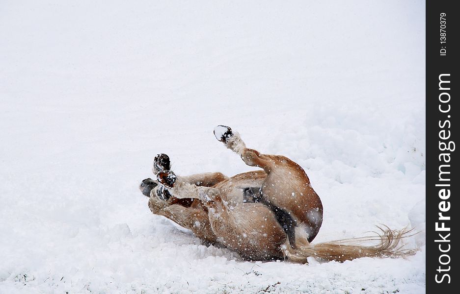 Horse playing in the snow