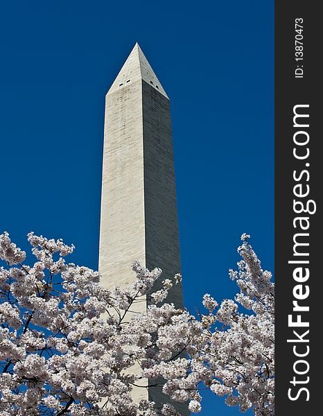 Washington monument on sunny day with blossom trees